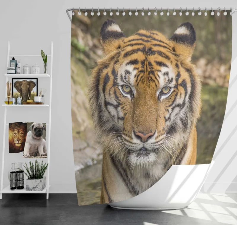 Dangerous Tiger Dominance Shower Curtain