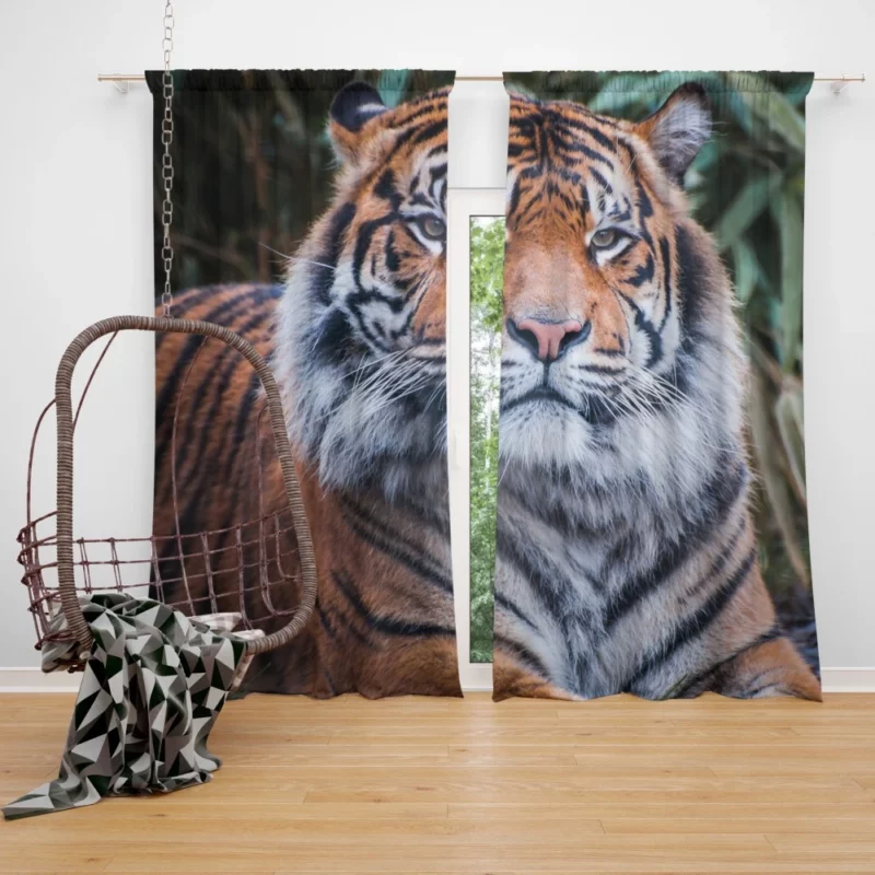 Dangerous Wilderness Tiger Dominance Curtain