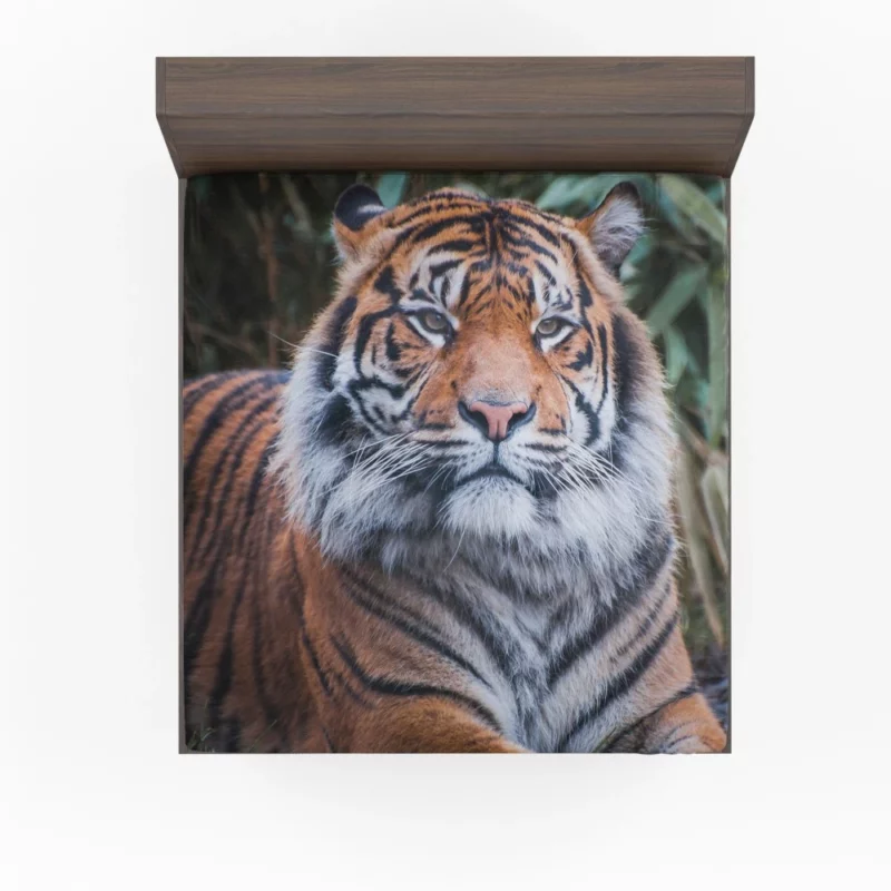 Dangerous Wilderness Tiger Dominance Fitted Sheet 1