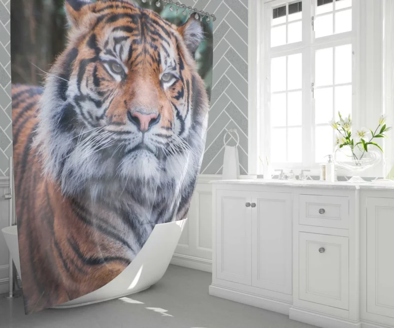 Dangerous Wilderness Tiger Dominance Shower Curtain 1