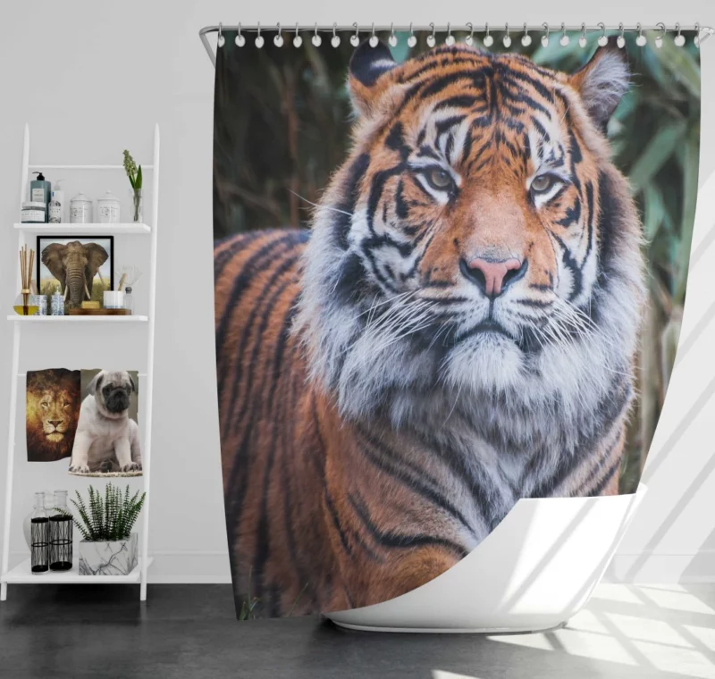 Dangerous Wilderness Tiger Dominance Shower Curtain