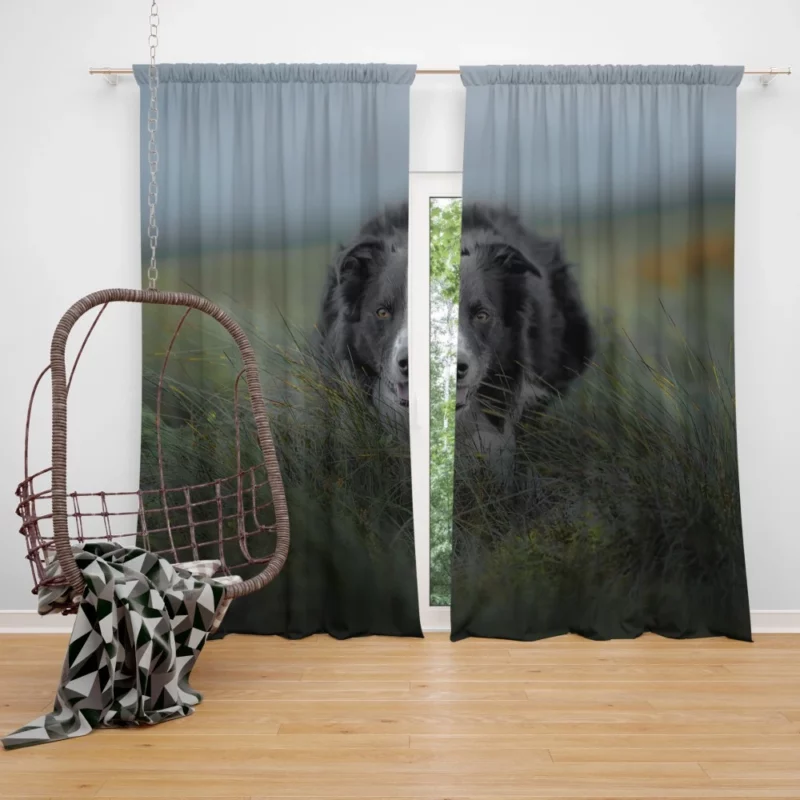 Dark Border Collie Energetic Presence Curtain