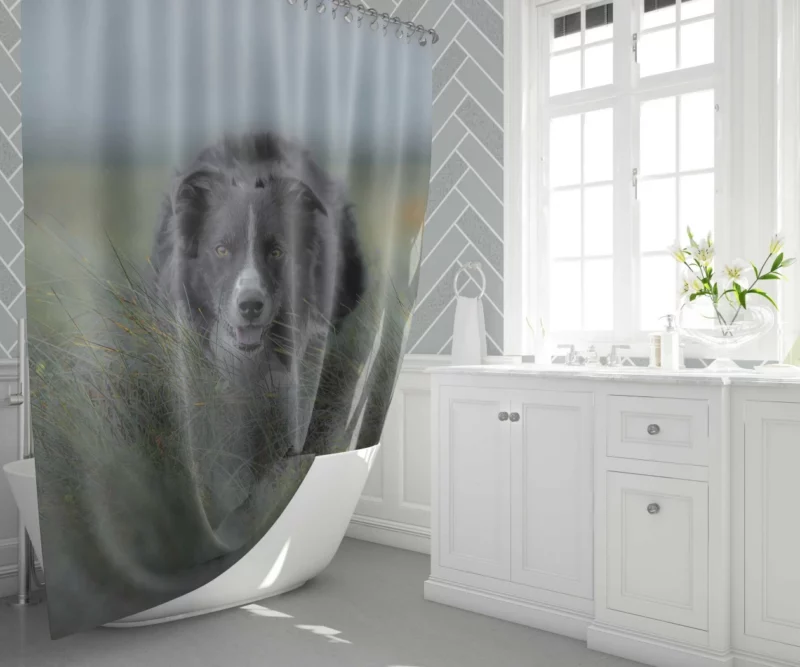 Dark Border Collie Energetic Presence Shower Curtain 1