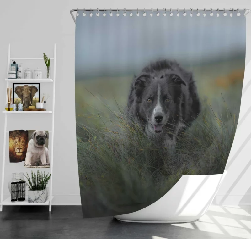 Dark Border Collie Energetic Presence Shower Curtain