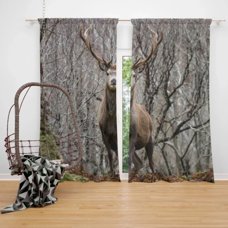 Deer Majestic Stance Wilderness Wonder Curtain