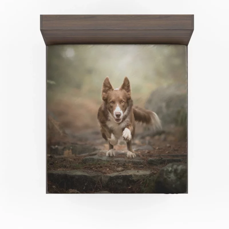 Depth Field Elegance Border Collie Fitted Sheet 1