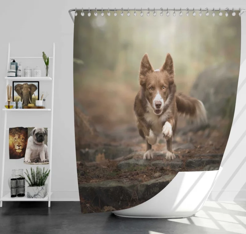 Depth Field Elegance Border Collie Shower Curtain