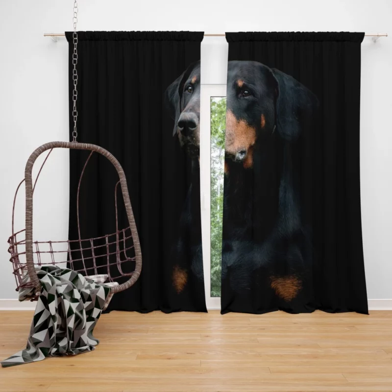 Doberman Pinscher Distinguished Muzzle Curtain