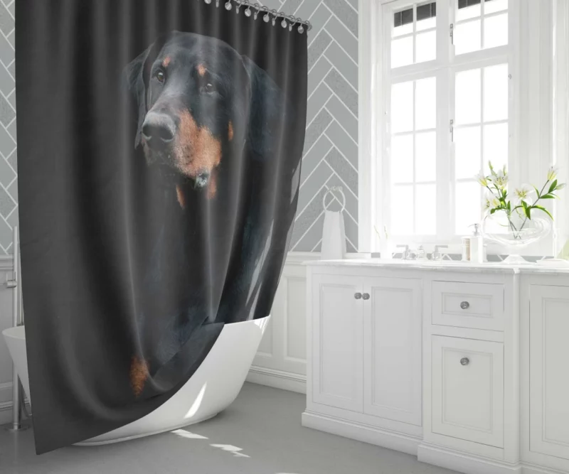 Doberman Pinscher Distinguished Muzzle Shower Curtain 1