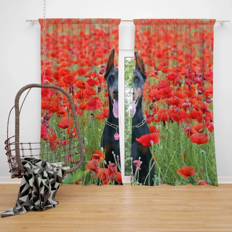 Doberman Pinscher Poppy Serenity Curtain