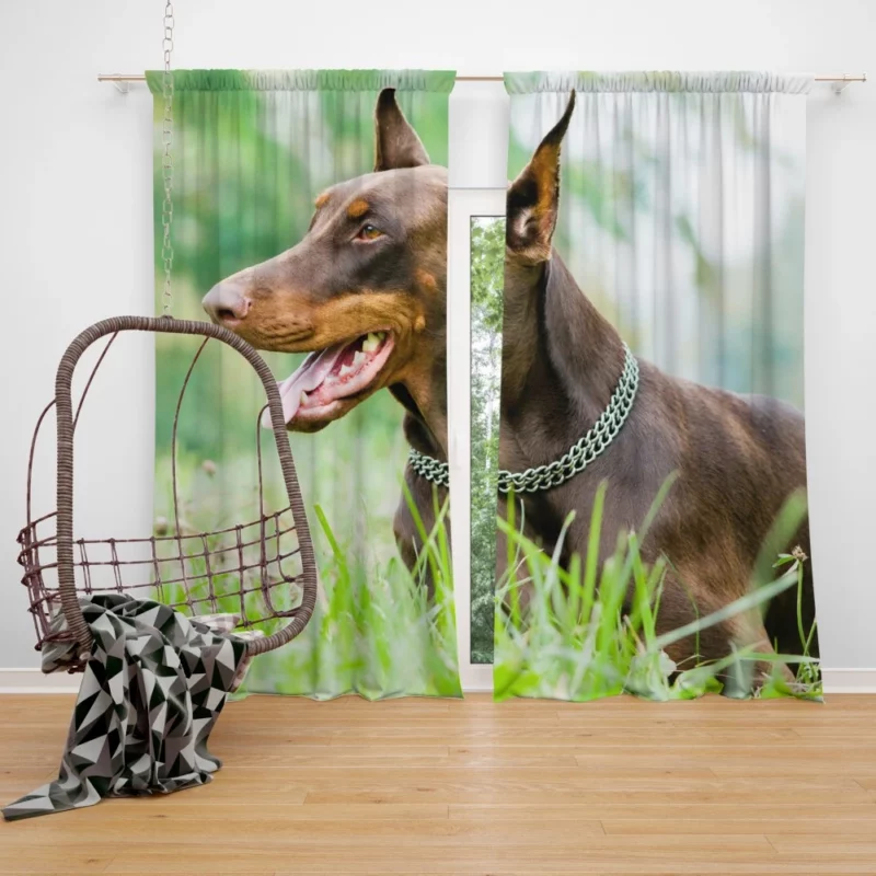 Doberman Pinscher Regal Elegance Curtain