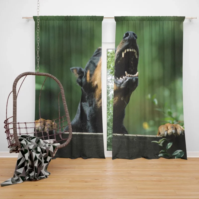 Doberman Pinscher Regal Stance Curtain