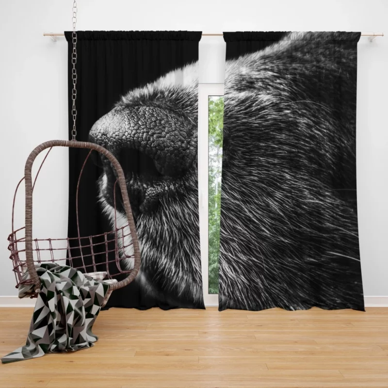 Dog Captivating Macro Black & White Beauty Curtain