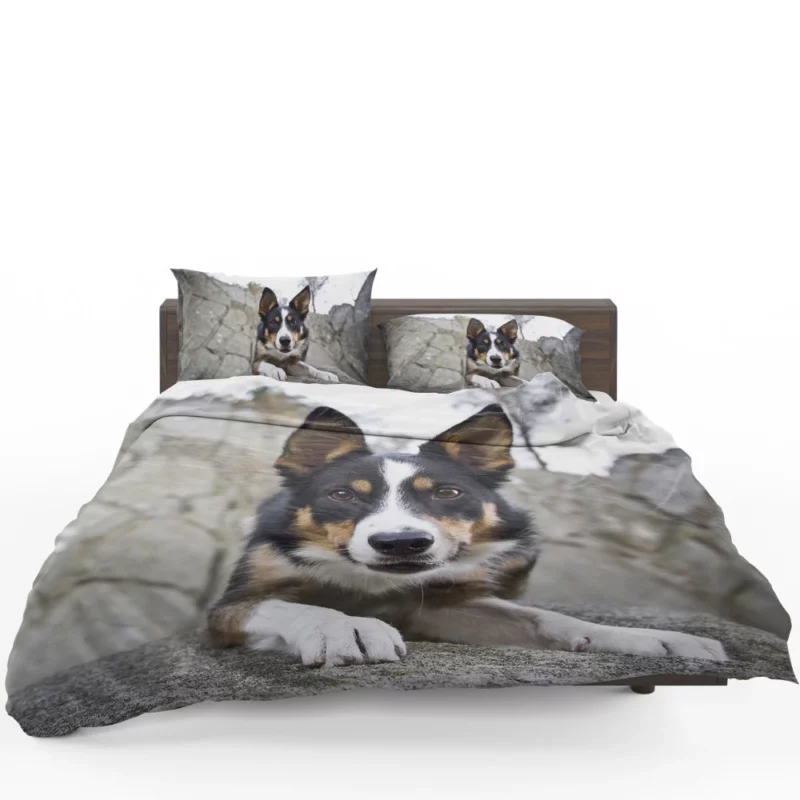 Dog Faithful Gaze Canine Connection Bedding Set