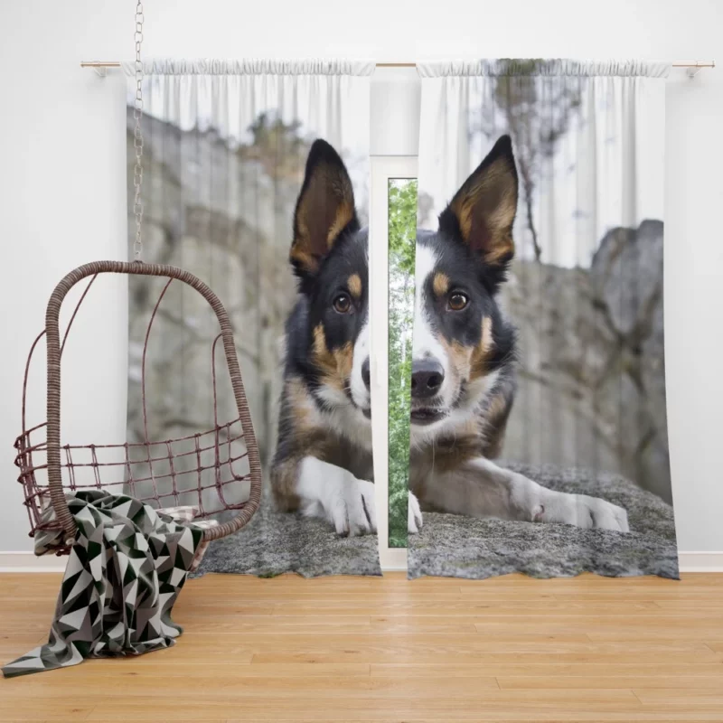 Dog Faithful Gaze Canine Connection Curtain