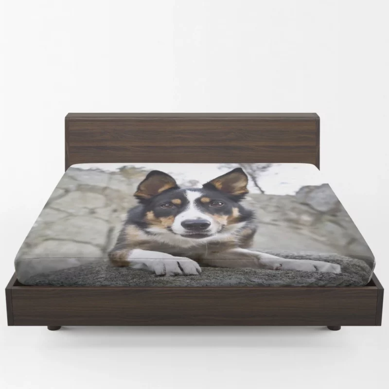 Dog Faithful Gaze Canine Connection Fitted Sheet