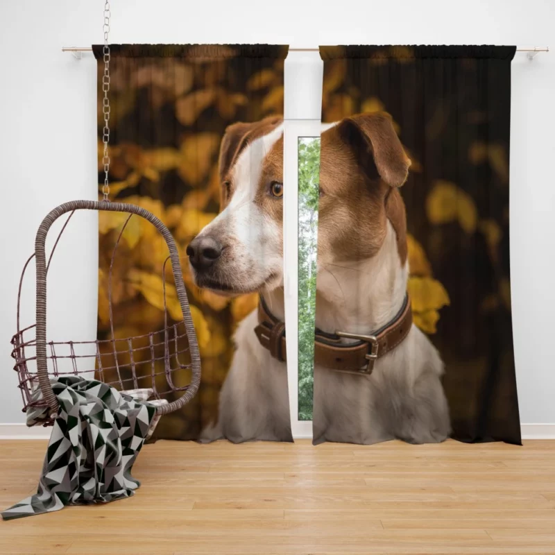 Dog Fall Adventure Furry Antics Curtain