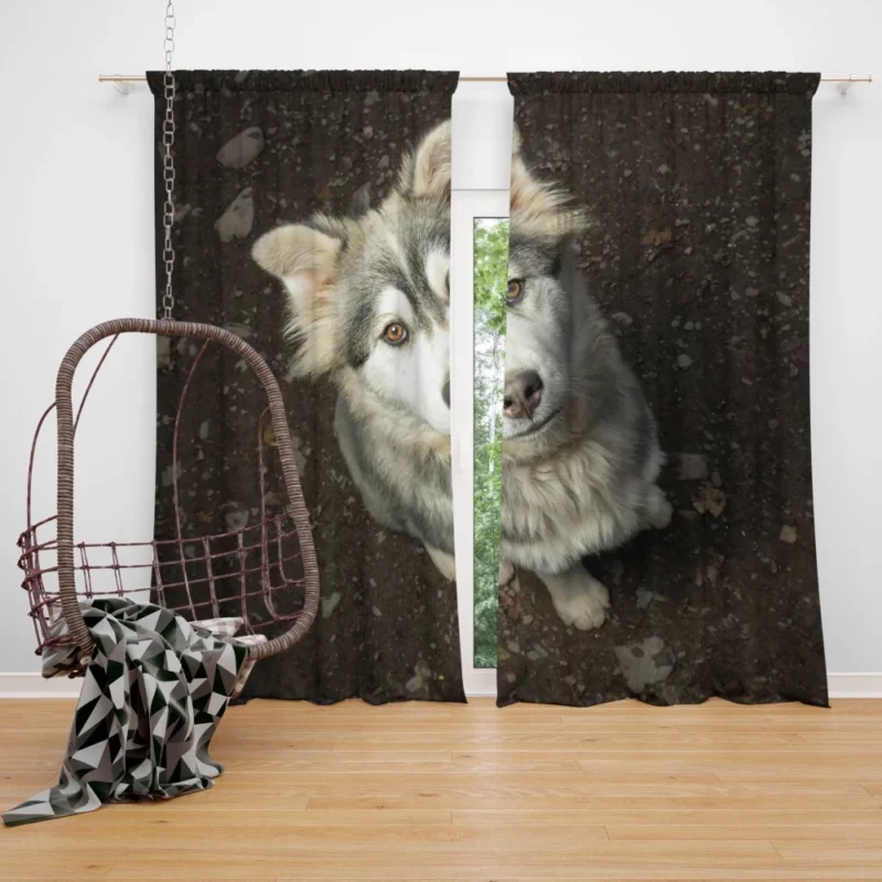 Dog Muzzle in Depth Canine Persona Curtain