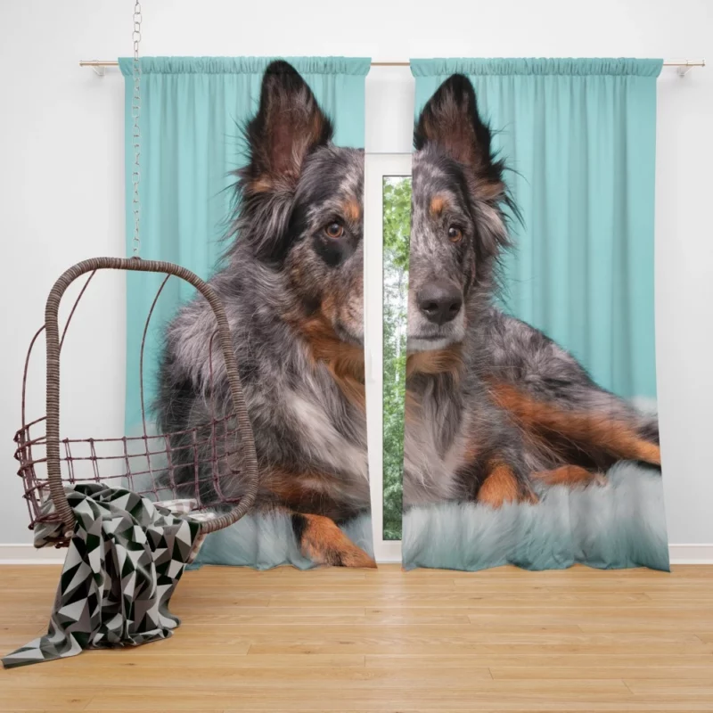 Dog Playful Essence Canine Wonders Curtain