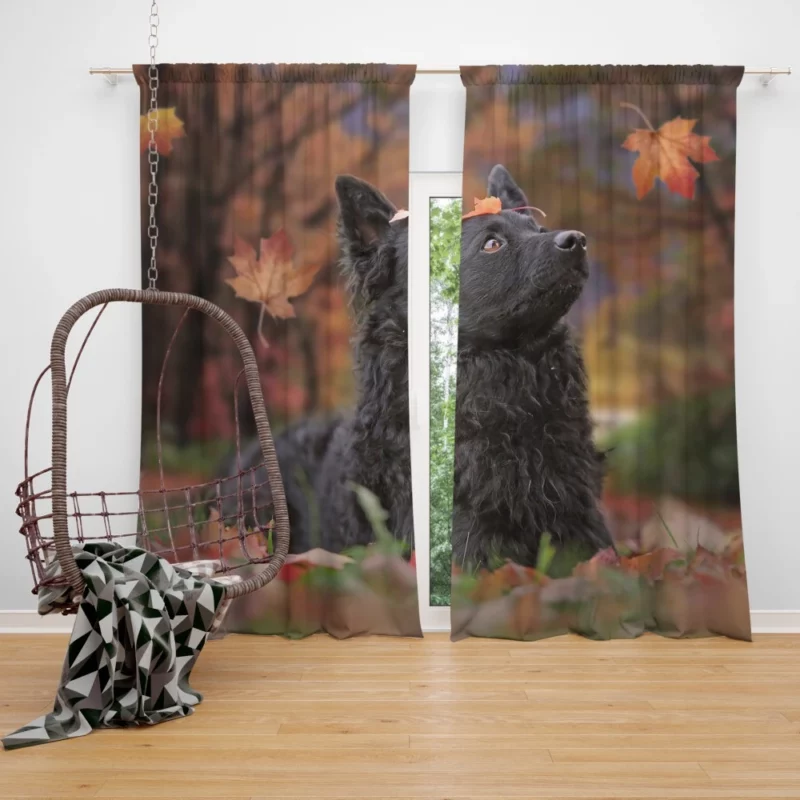 Dog Playful Fall Adventure Curtain