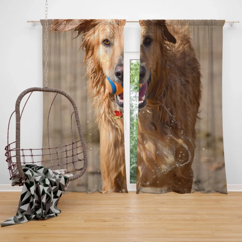 Dog Playful Muzzle Furry Antics Curtain