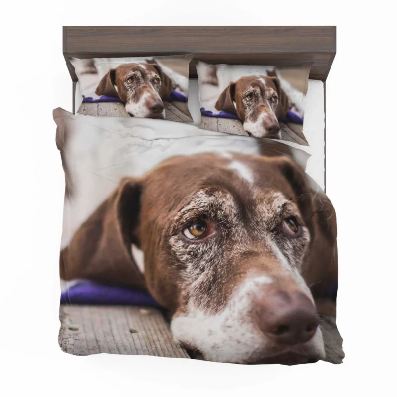 Dog Reflective Gaze Muzzle Moments Bedding Set 1