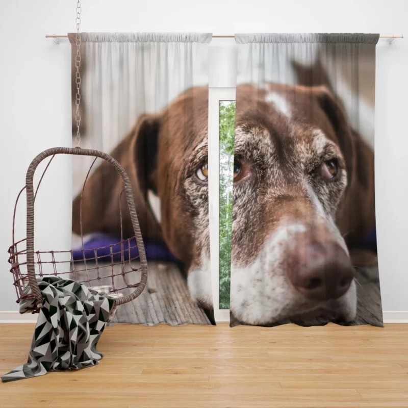 Dog Reflective Gaze Muzzle Moments Curtain