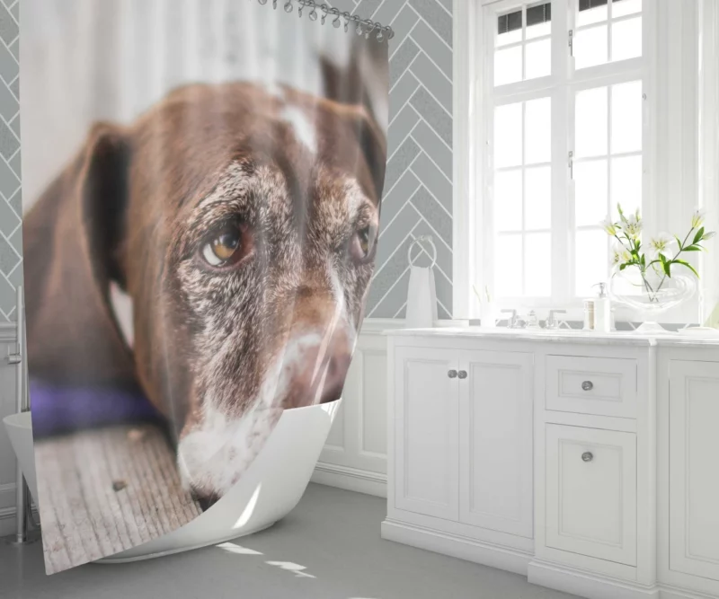 Dog Reflective Gaze Muzzle Moments Shower Curtain 1