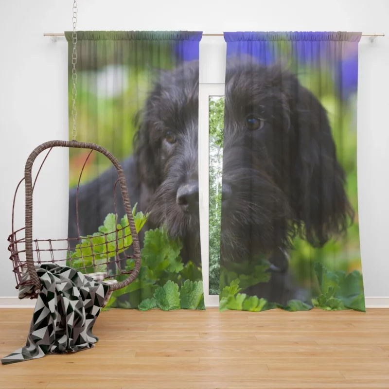 Dog Restful Gaze Canine Serenity Curtain