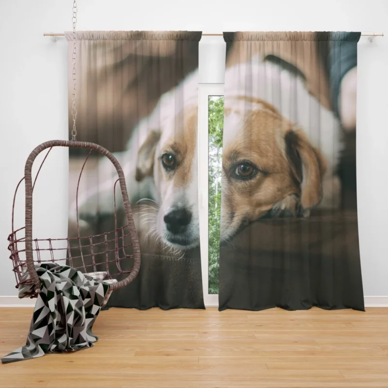 Dog Sofa Retreat Relaxing Moments Curtain