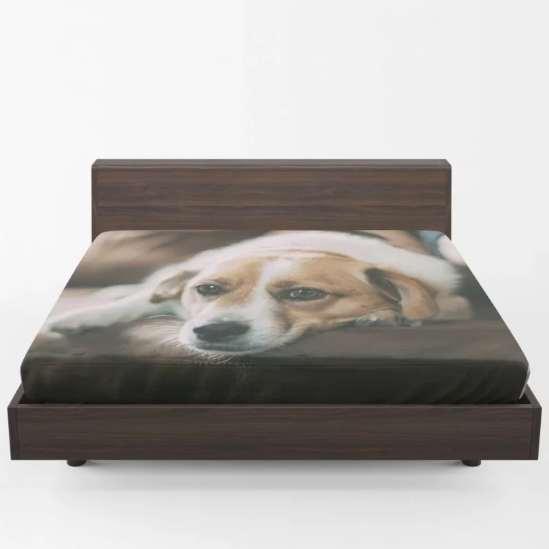 Dog Sofa Retreat Relaxing Moments Fitted Sheet