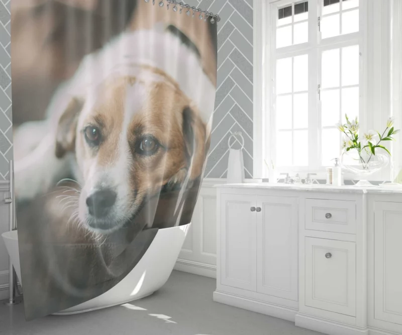 Dog Sofa Retreat Relaxing Moments Shower Curtain 1