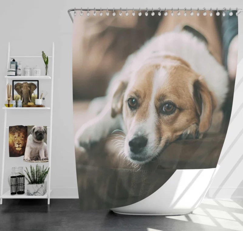 Dog Sofa Retreat Relaxing Moments Shower Curtain