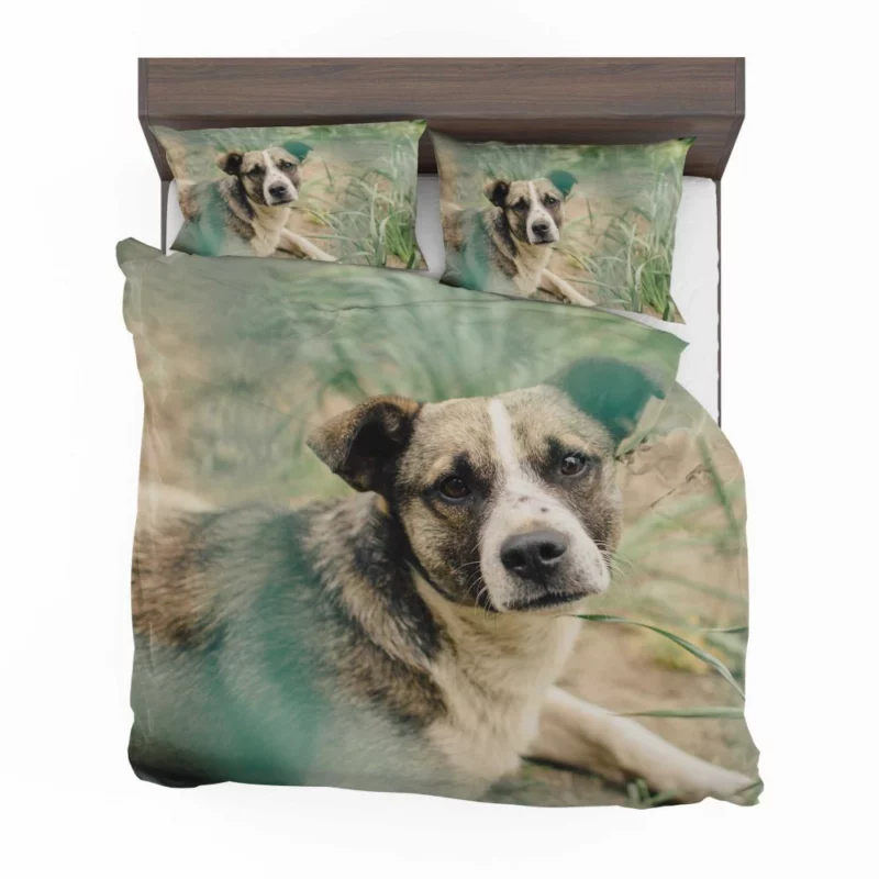 Dog Thoughtful Gaze Canine Contemplation Bedding Set 1