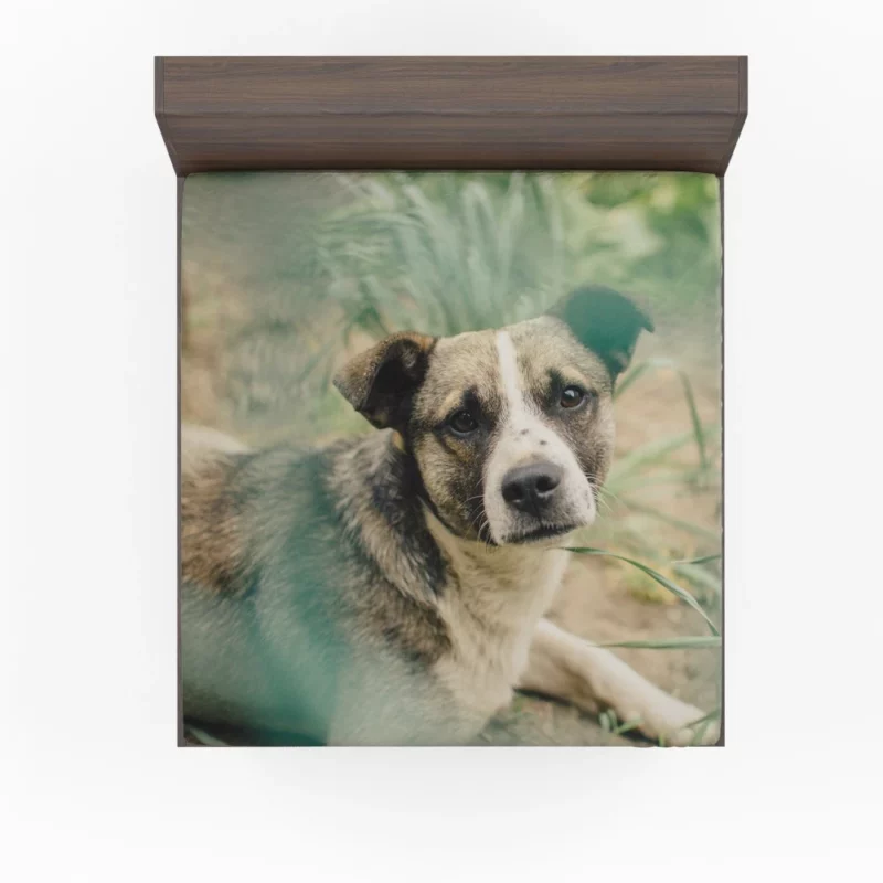 Dog Thoughtful Gaze Canine Contemplation Fitted Sheet 1