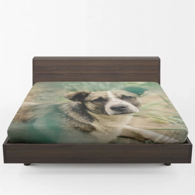 Dog Thoughtful Gaze Canine Contemplation Fitted Sheet