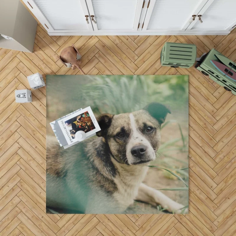 Dog Thoughtful Gaze Canine Contemplation Rug