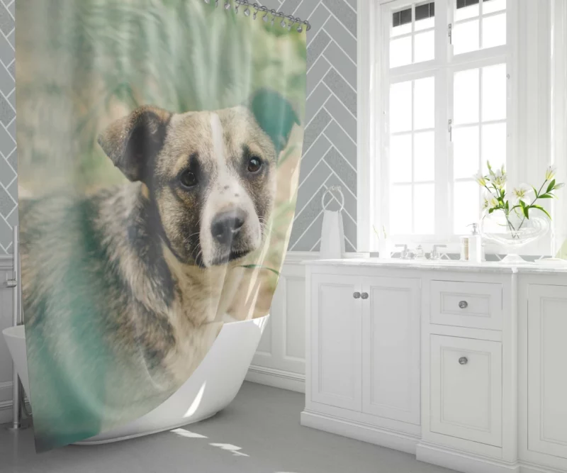 Dog Thoughtful Gaze Canine Contemplation Shower Curtain 1