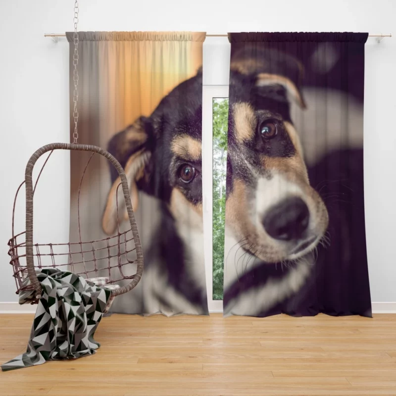 Dog Thoughtful Muzzle Canine Persona Curtain