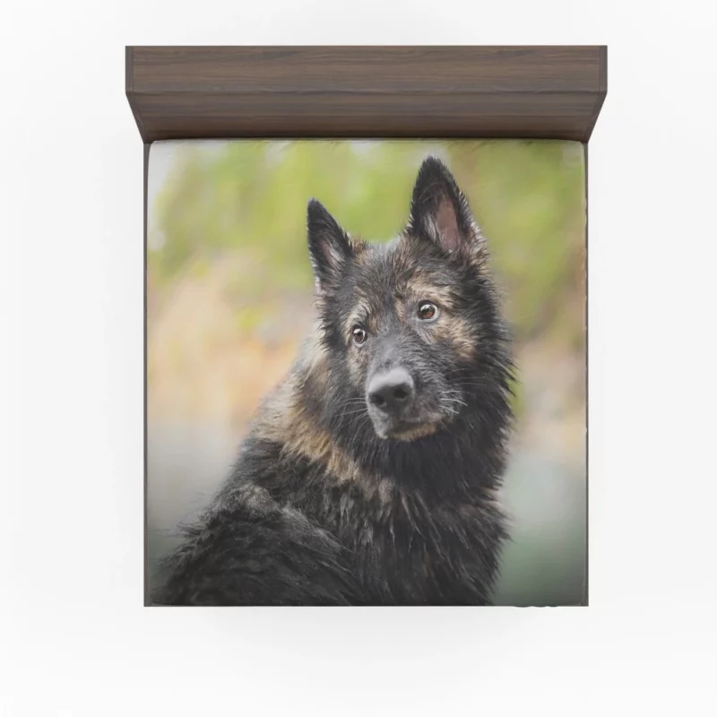 Dog Thoughtful Stare Canine Reflections Fitted Sheet 1