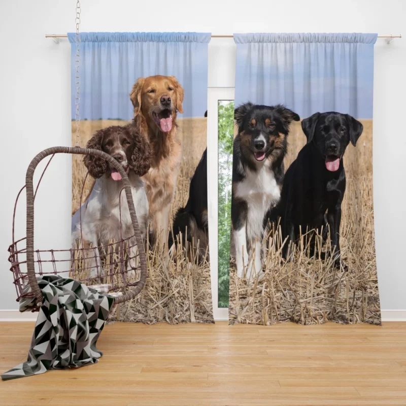 Dog Trio Labrador Collie Spaniel Curtain