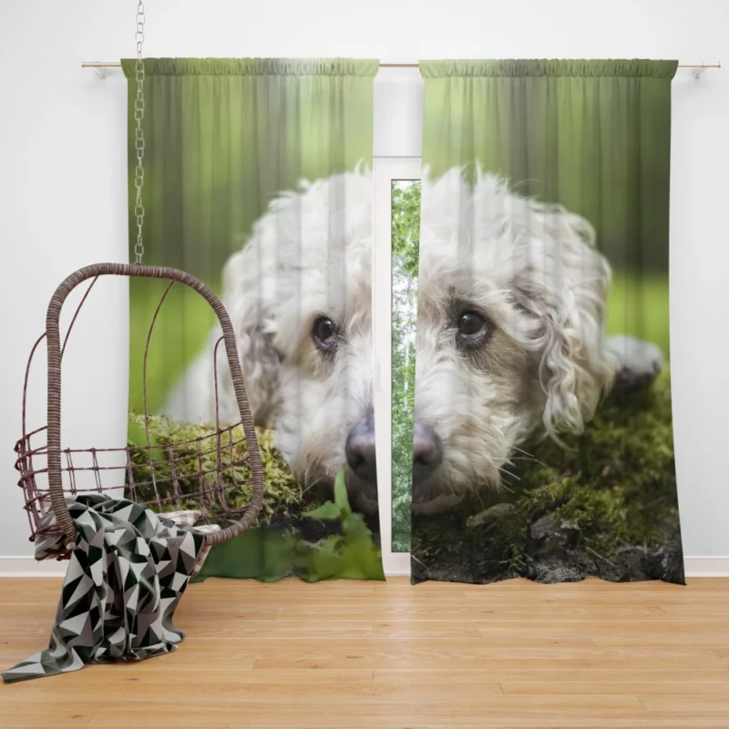 Dog Winter Stance Nature Beauty Curtain