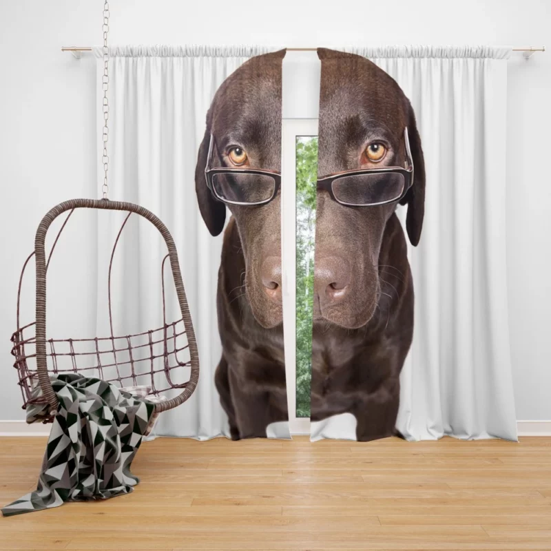 Dog in Glasses Funny and Cute Curtain