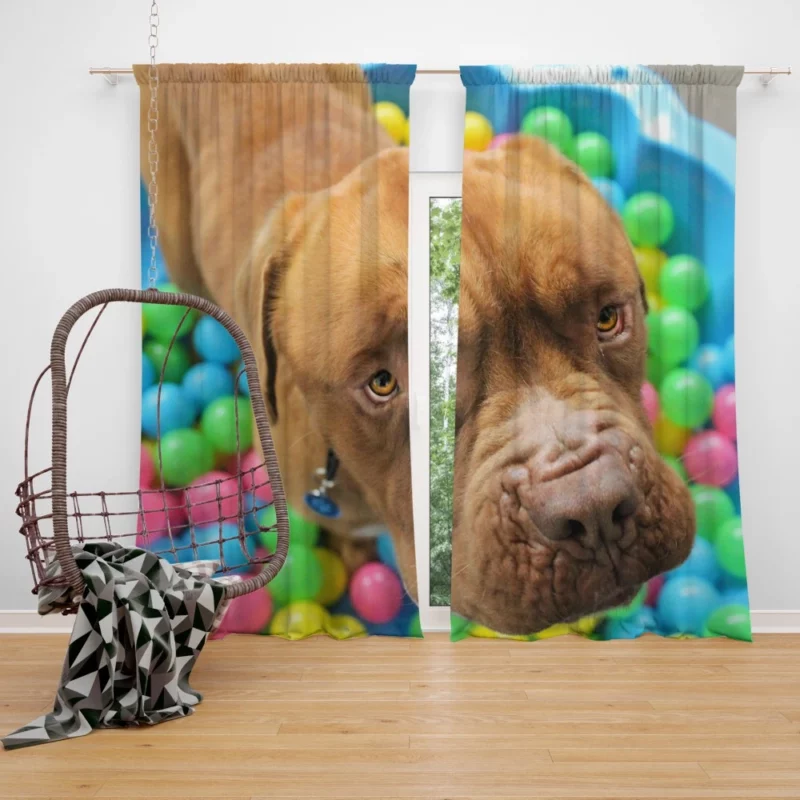 Dogue de Bordeaux Distinguished Muzzle Canine Elegance Curtain