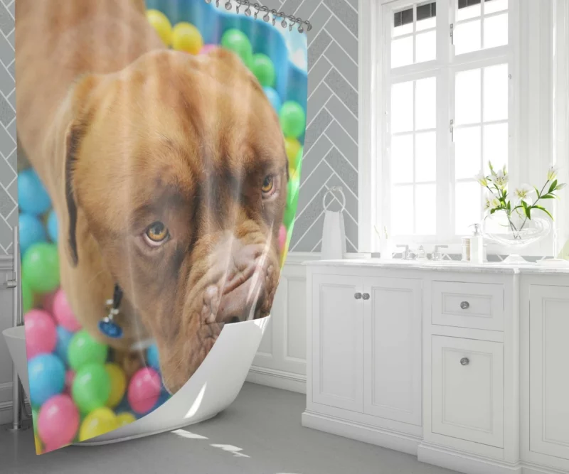 Dogue de Bordeaux Distinguished Muzzle Canine Elegance Shower Curtain 1