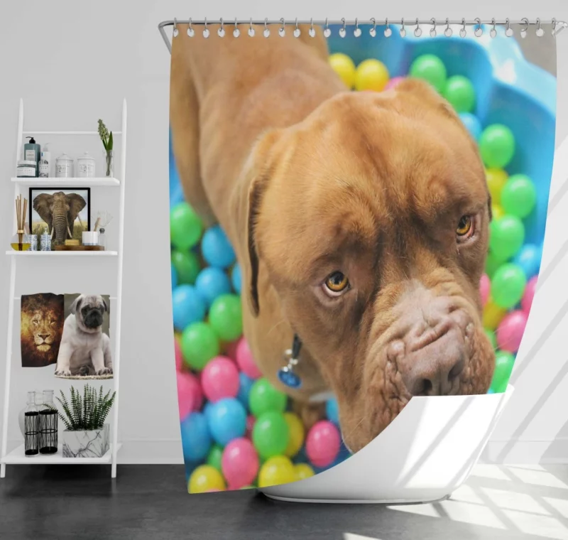 Dogue de Bordeaux Distinguished Muzzle Canine Elegance Shower Curtain