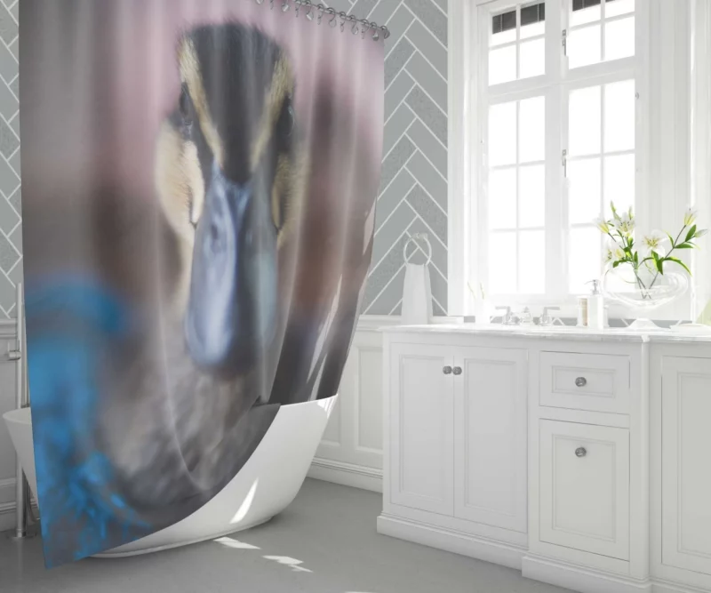 Duck Curious Stare Quacking Observer Shower Curtain 1