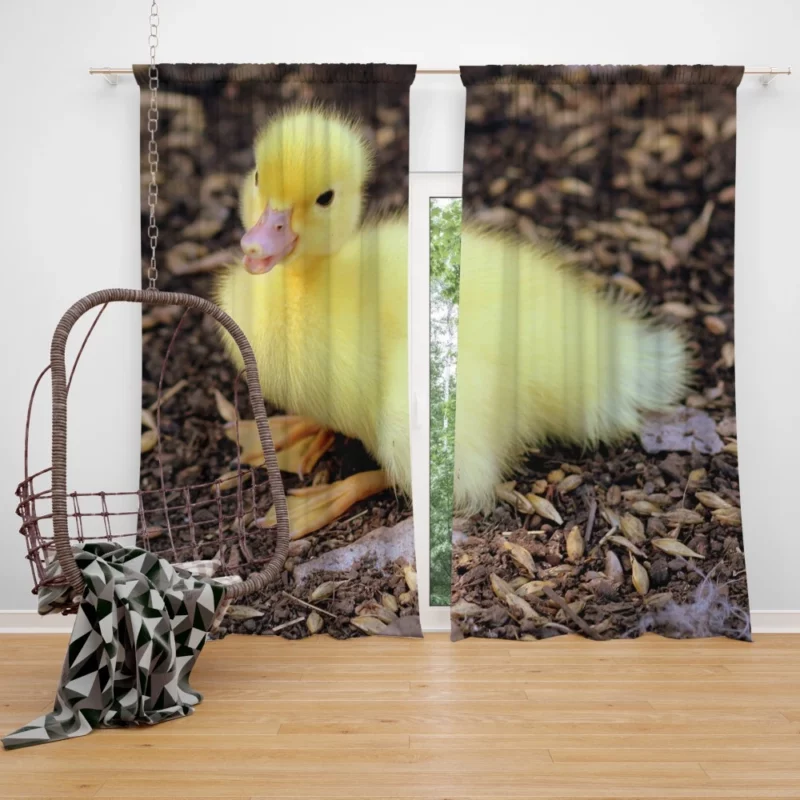 Duckling Curious Stance Fuzzy Wonder Curtain