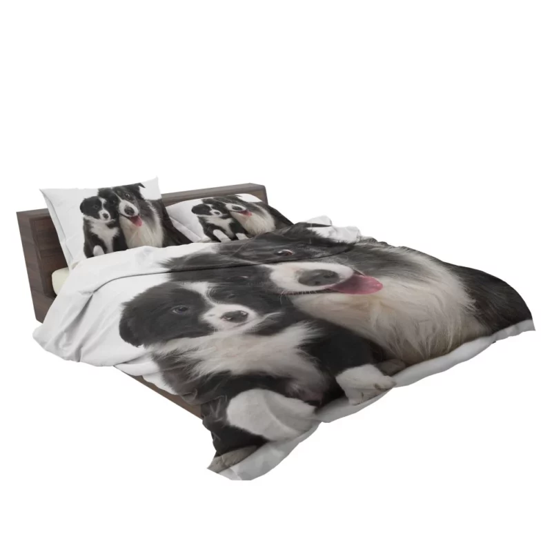 Dynamic Duo Border Collie Pups Bedding Set 2