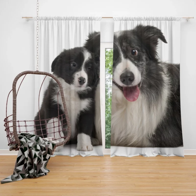 Dynamic Duo Border Collie Pups Curtain